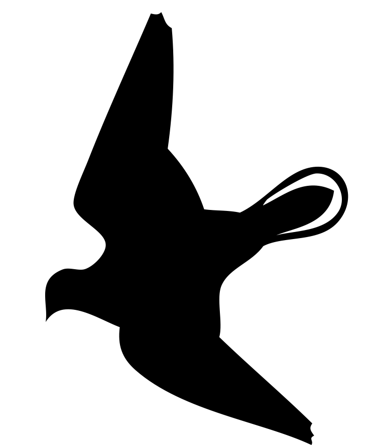 Flugbild der Taube