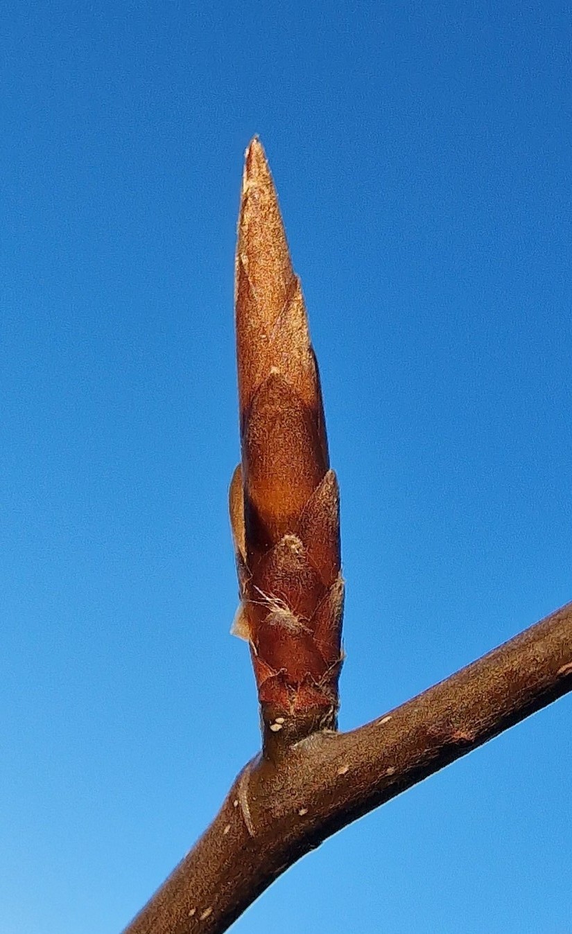 Buche-Rot Knospe 20240108_144604