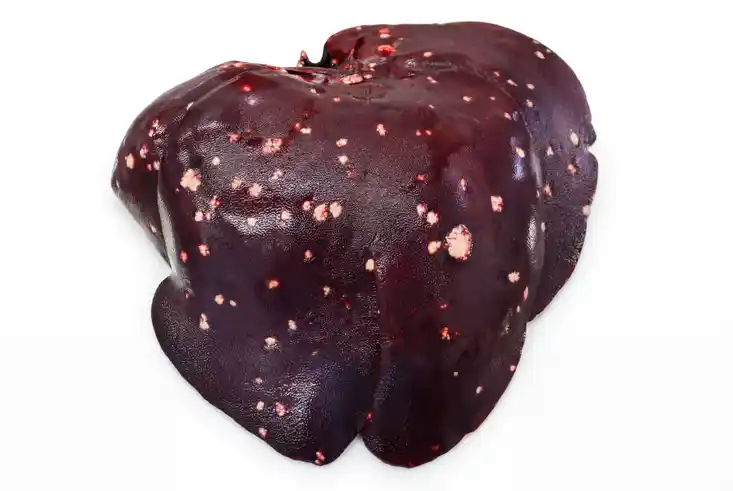 Bedenkliche Merkmale an der Leber von Schwarzwild