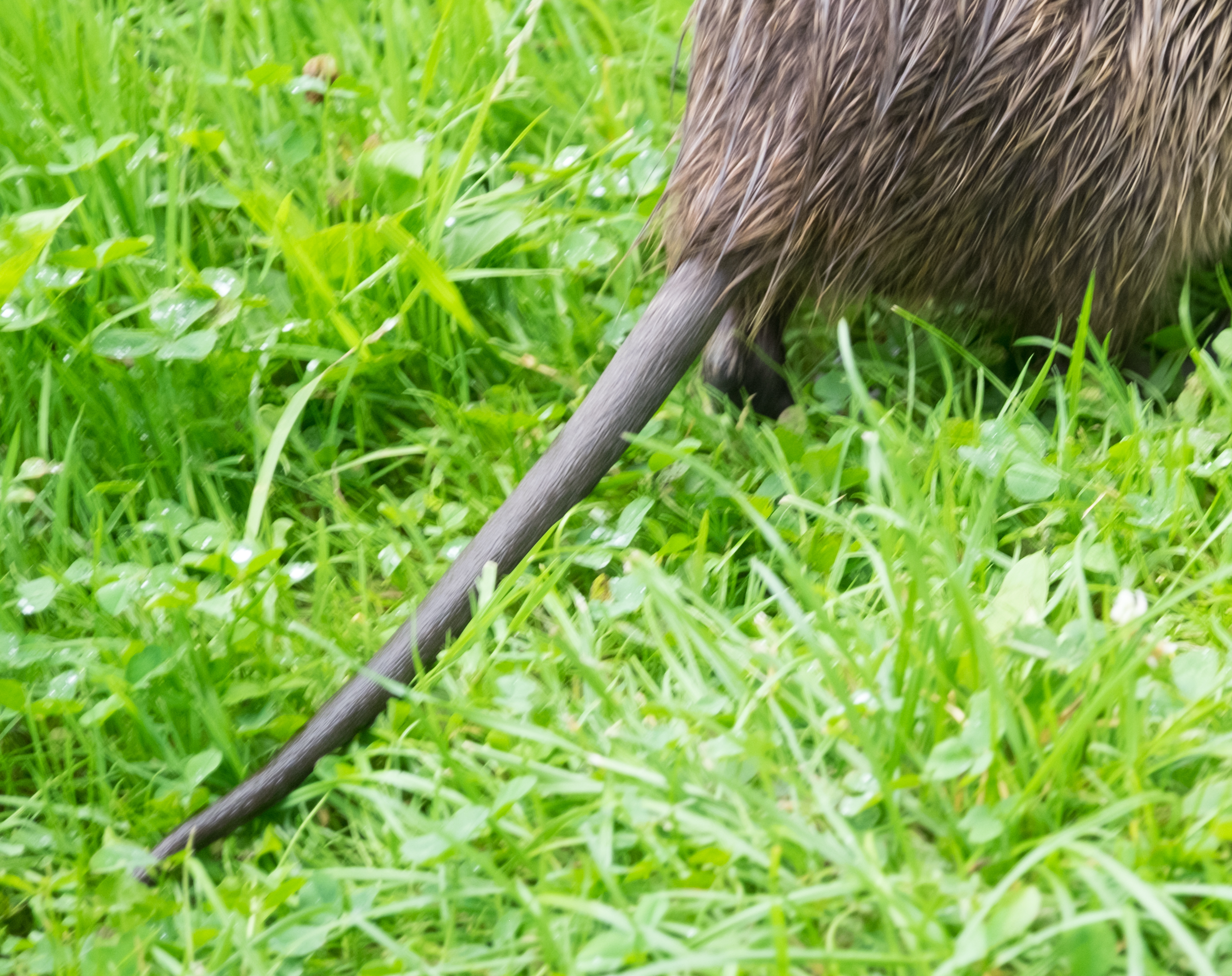 Runder Schwanz beim Nutria
