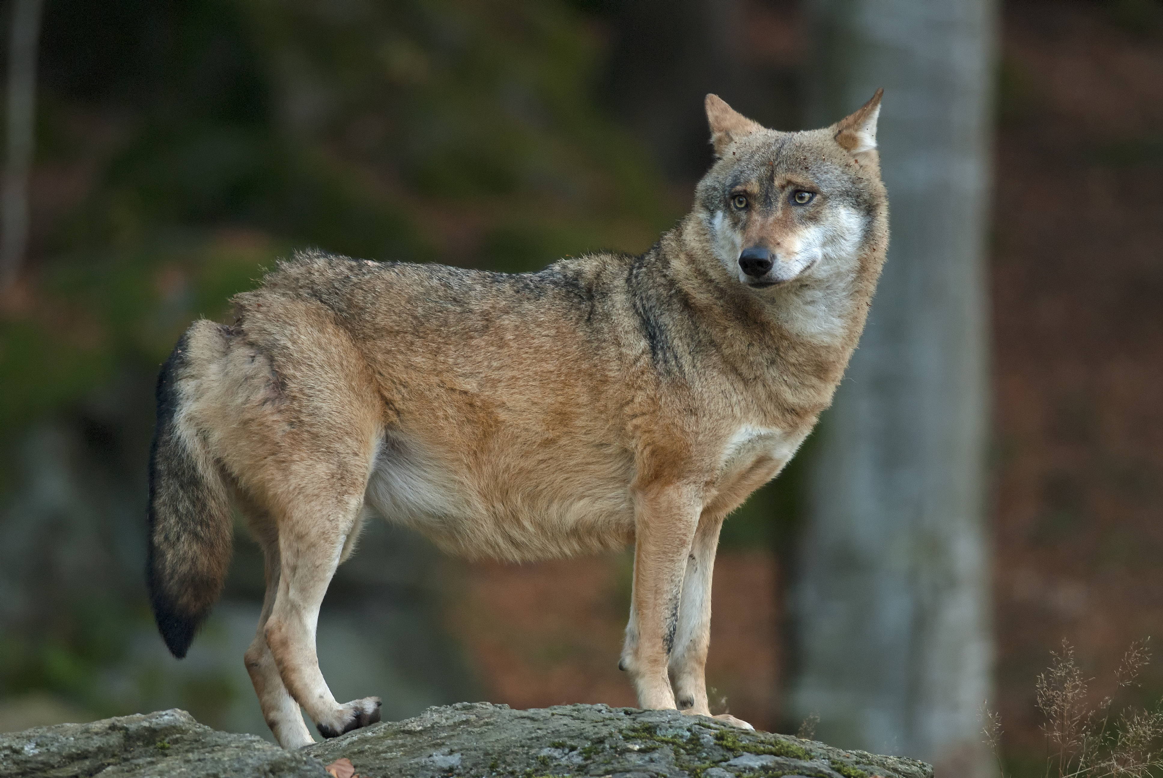 Wolf