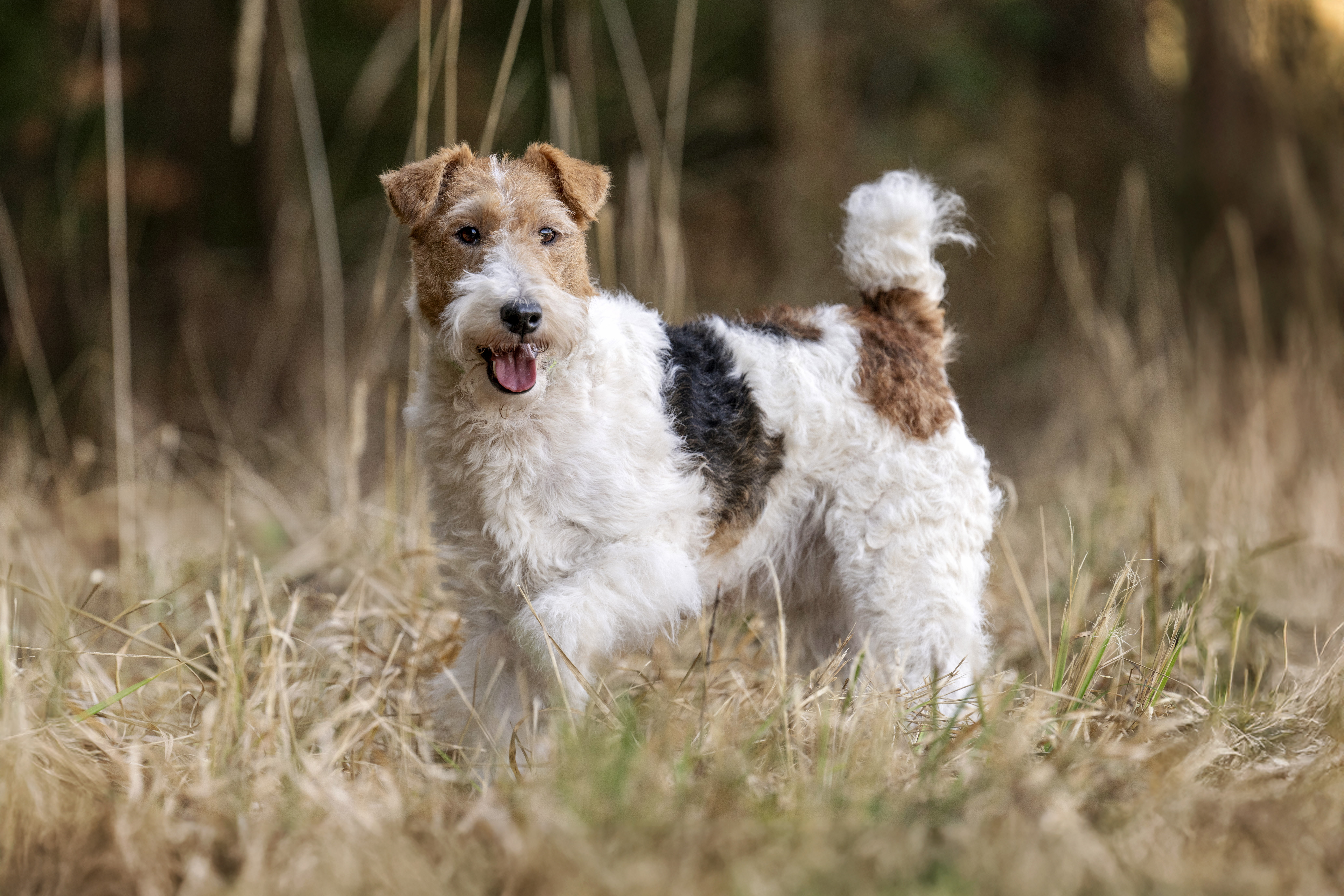Fox Terrier (Rauhaar)