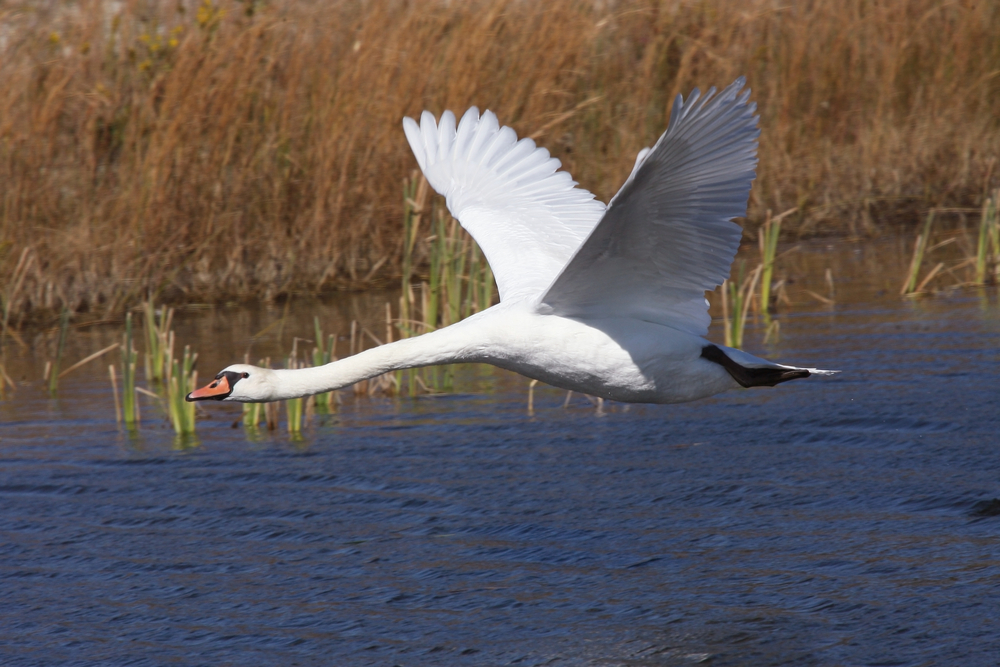 Höckerschwan im Flug