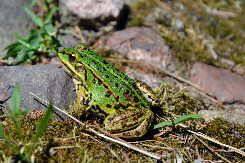 Wasserfrosch