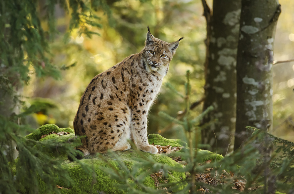 Luchs