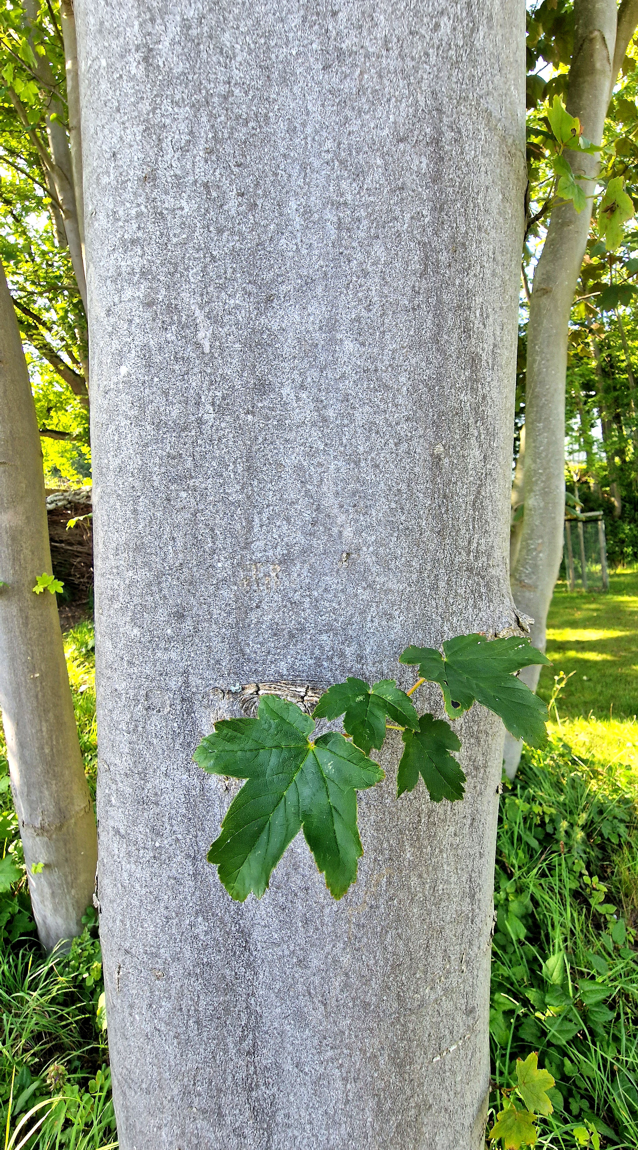 Ahorn-Berg Rinde 20230821_161730