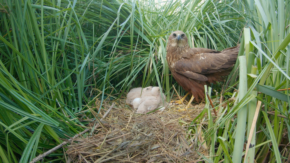 Rohrweihe als Bodenbrüter