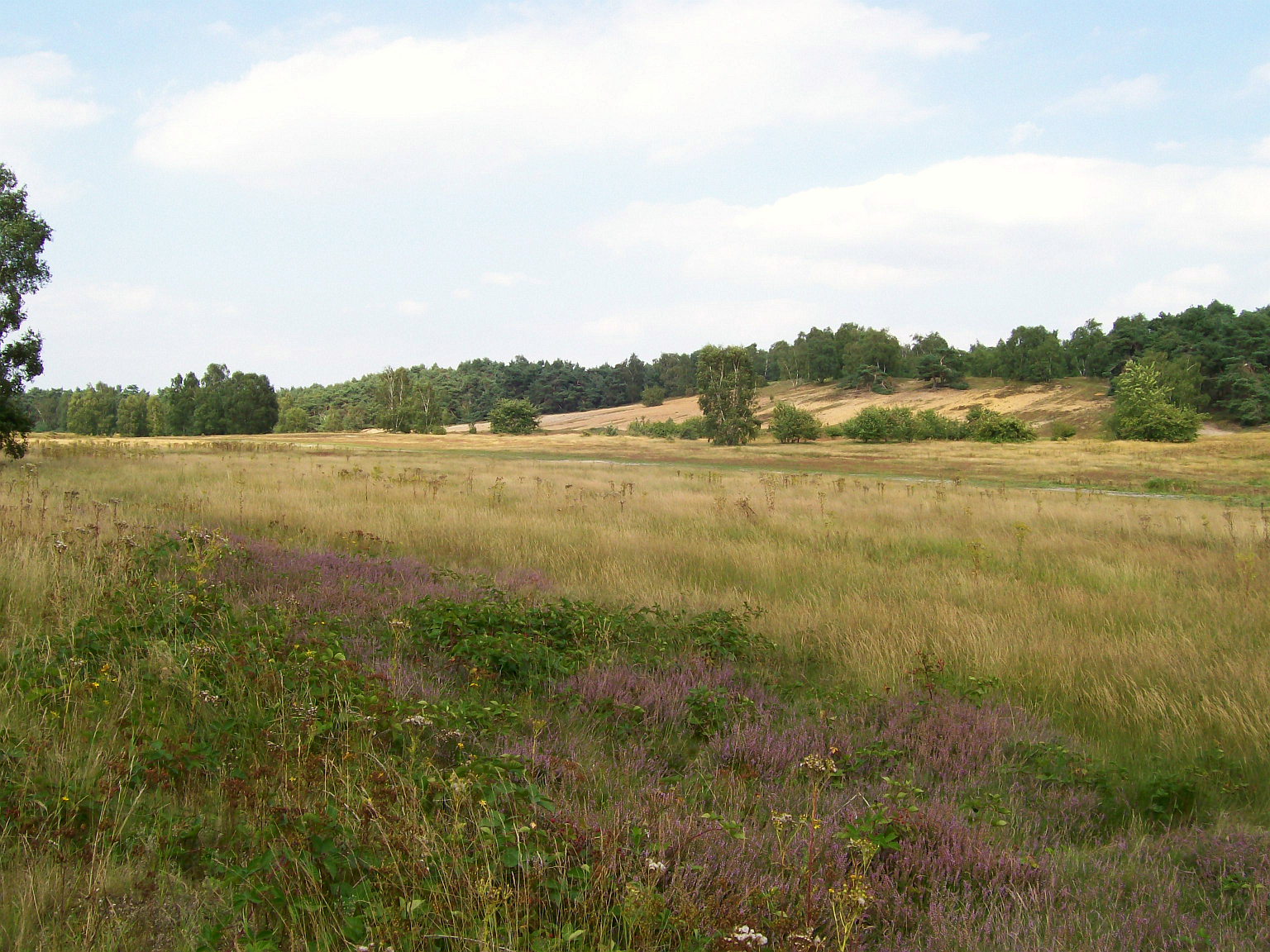 Magerrasen