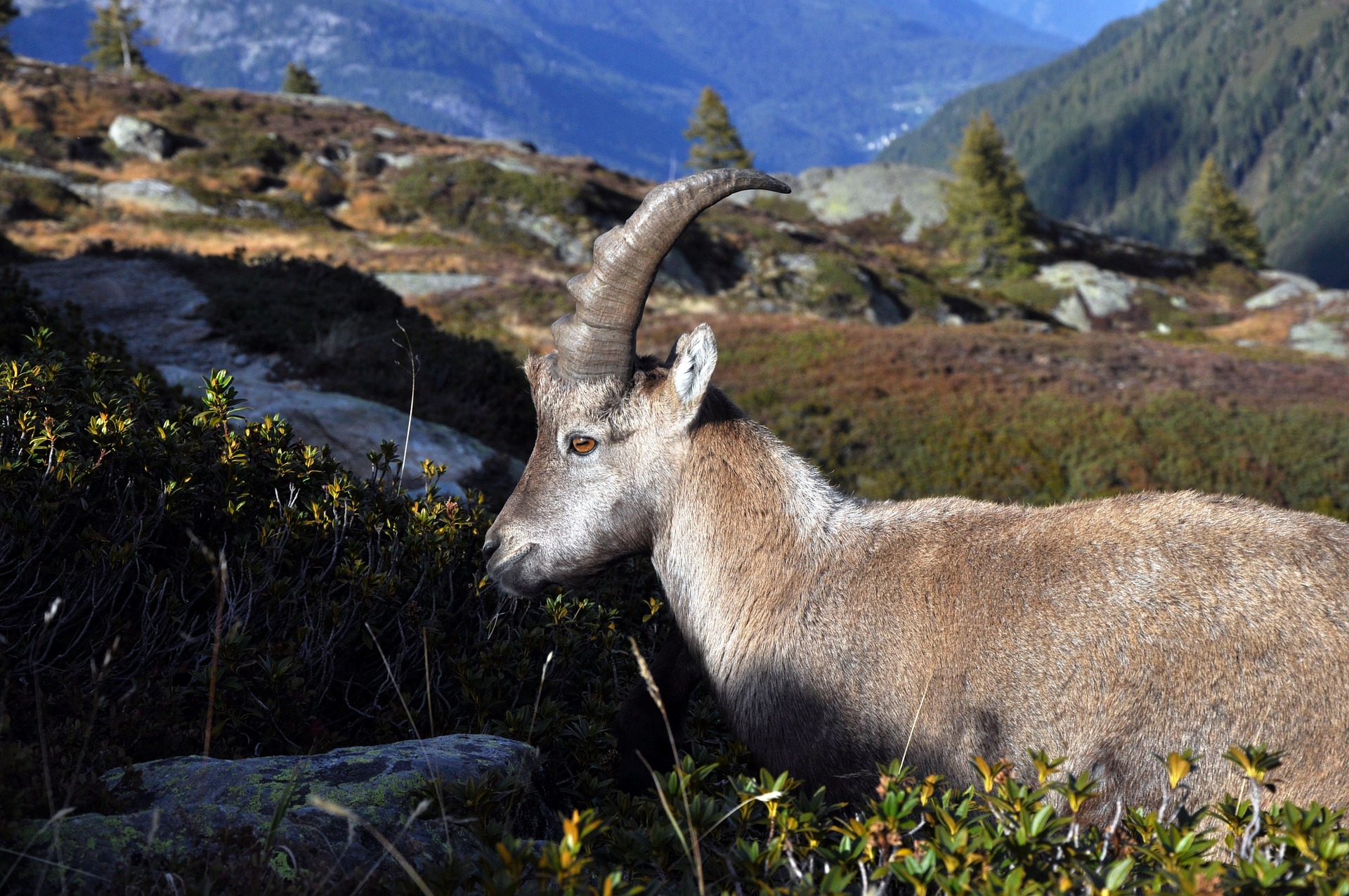 Junger Steinbock