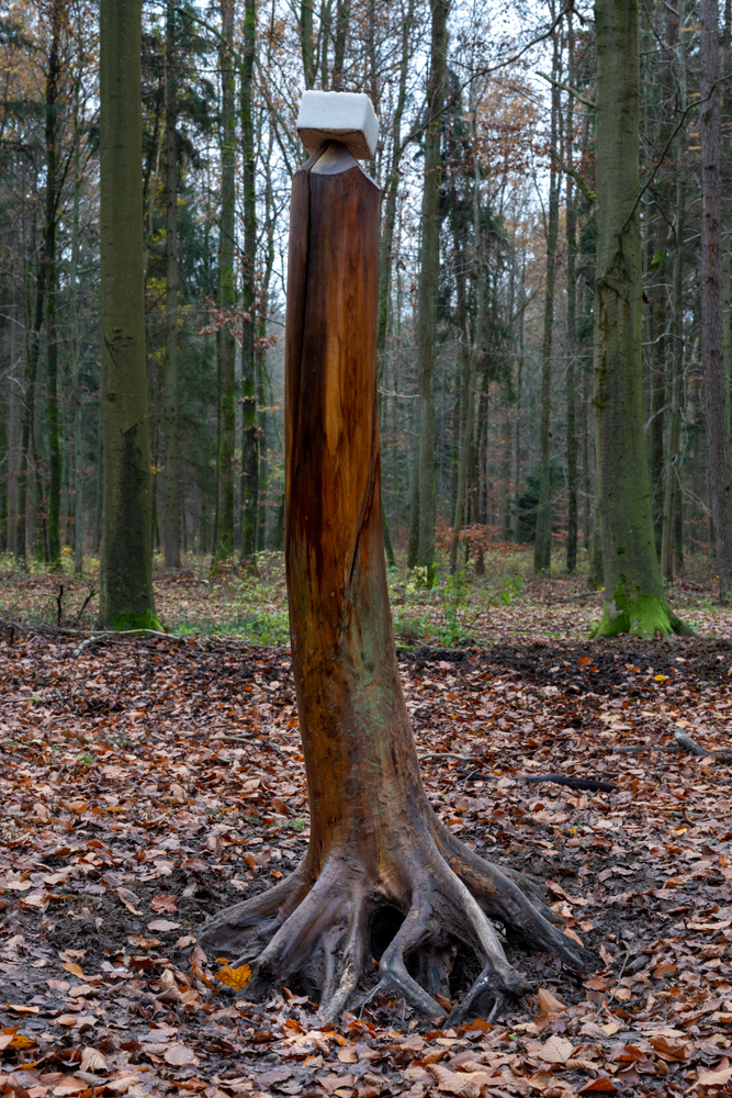 Stammsulze groß