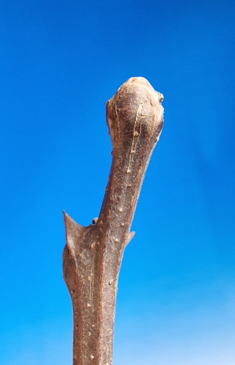 Robinie-GewoÌhnliche Knospe 20240123_190500