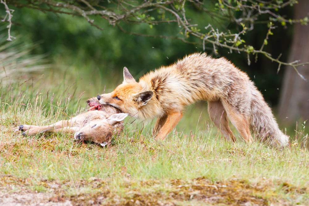 Fuchs Rehkitz