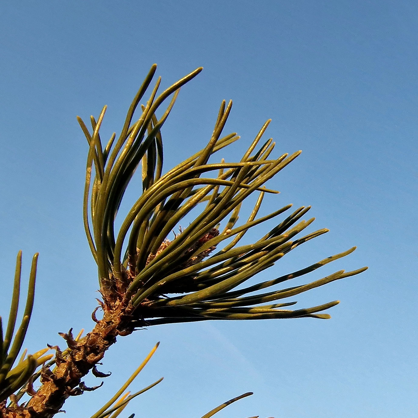 Nadeln der Berg-Kiefer