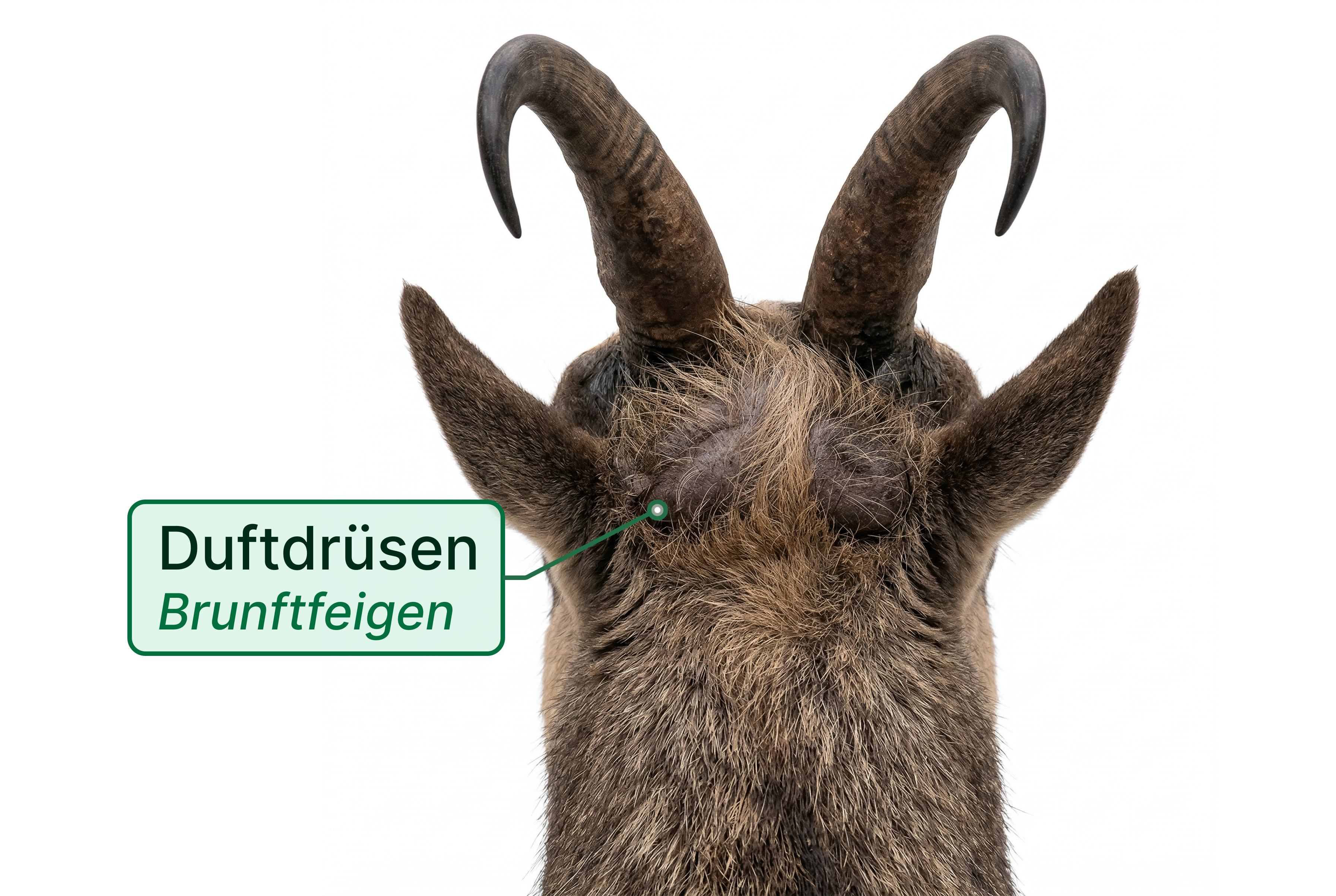Brunftfeigen beim Gamswild