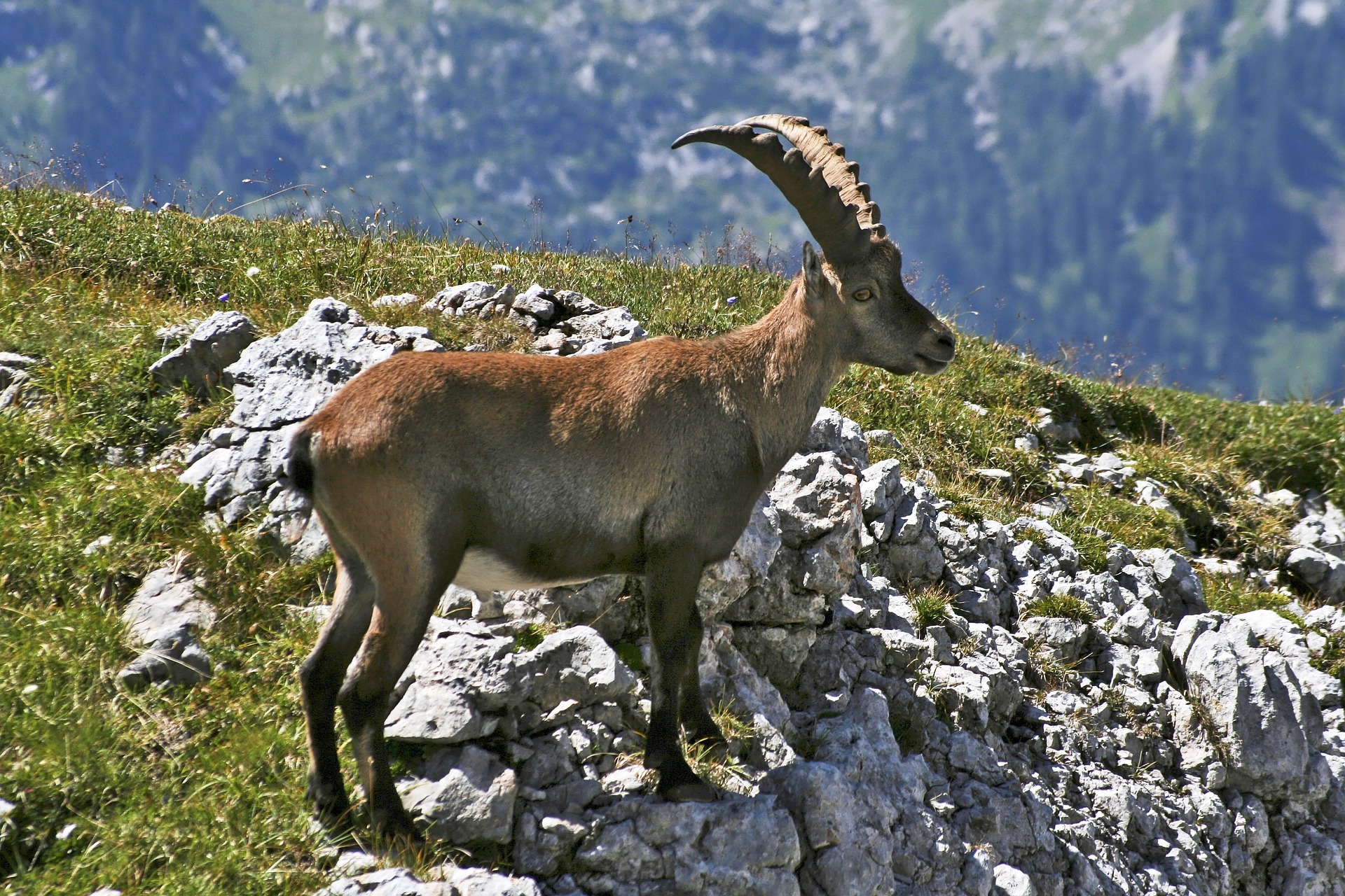 Mittelalter Steinbock