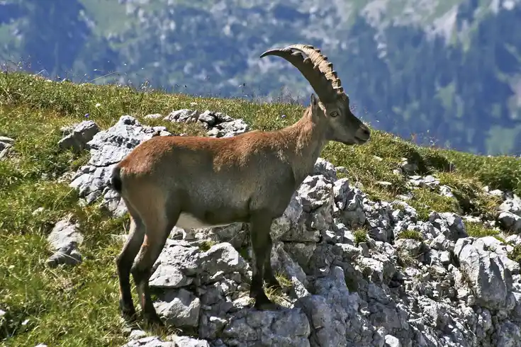 Mittelalter Steinbock