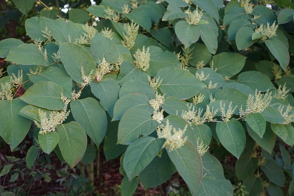 Japanischer Staudenknöterich