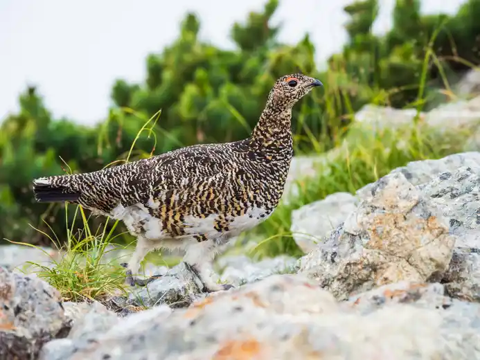 Alpenschneehuhn Henne im Sommerkleid