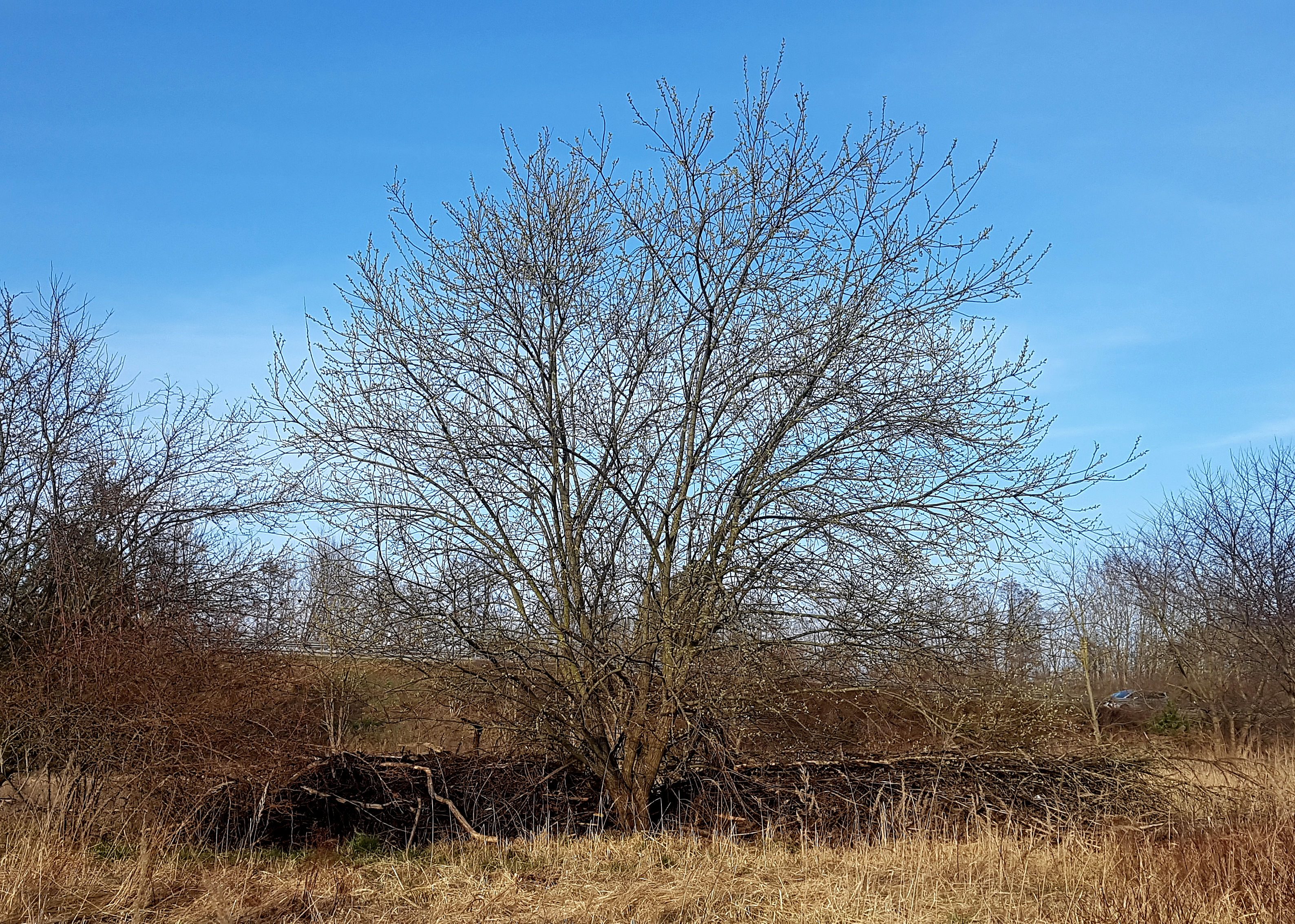 Gestalt der Sal-Weide