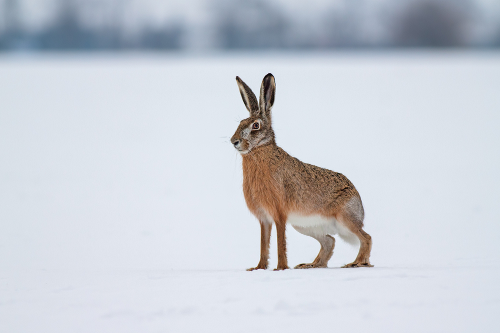 Hase Ansicht