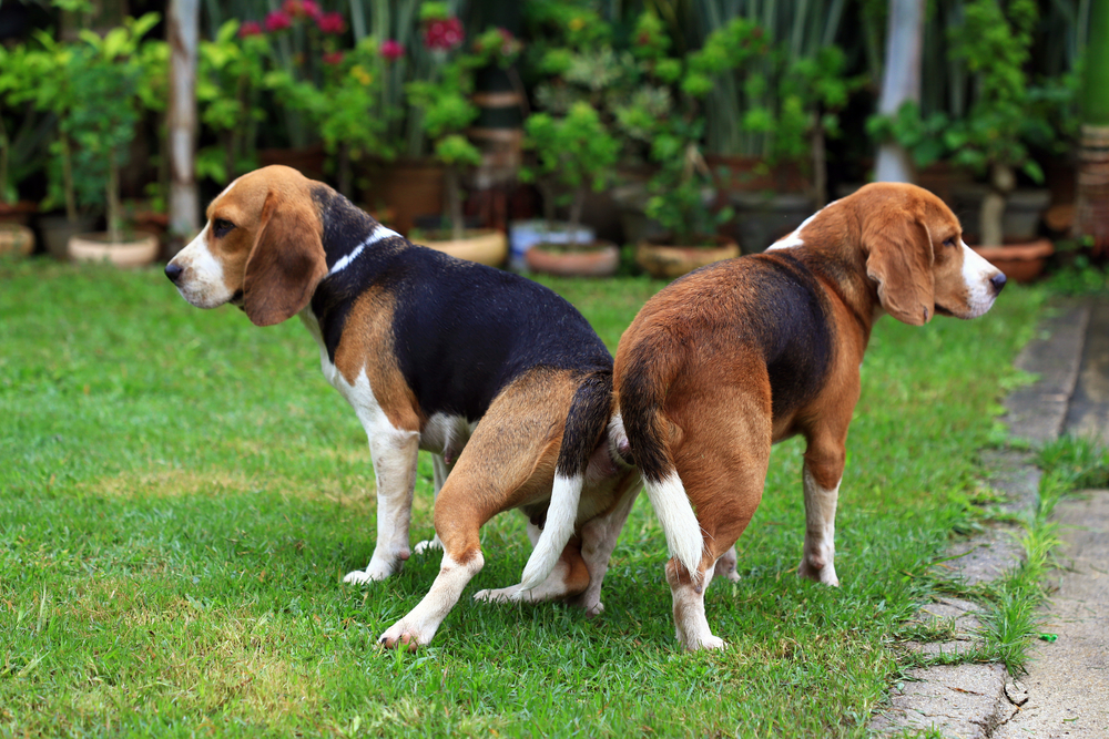 Zwei Beagle in der Hängephase