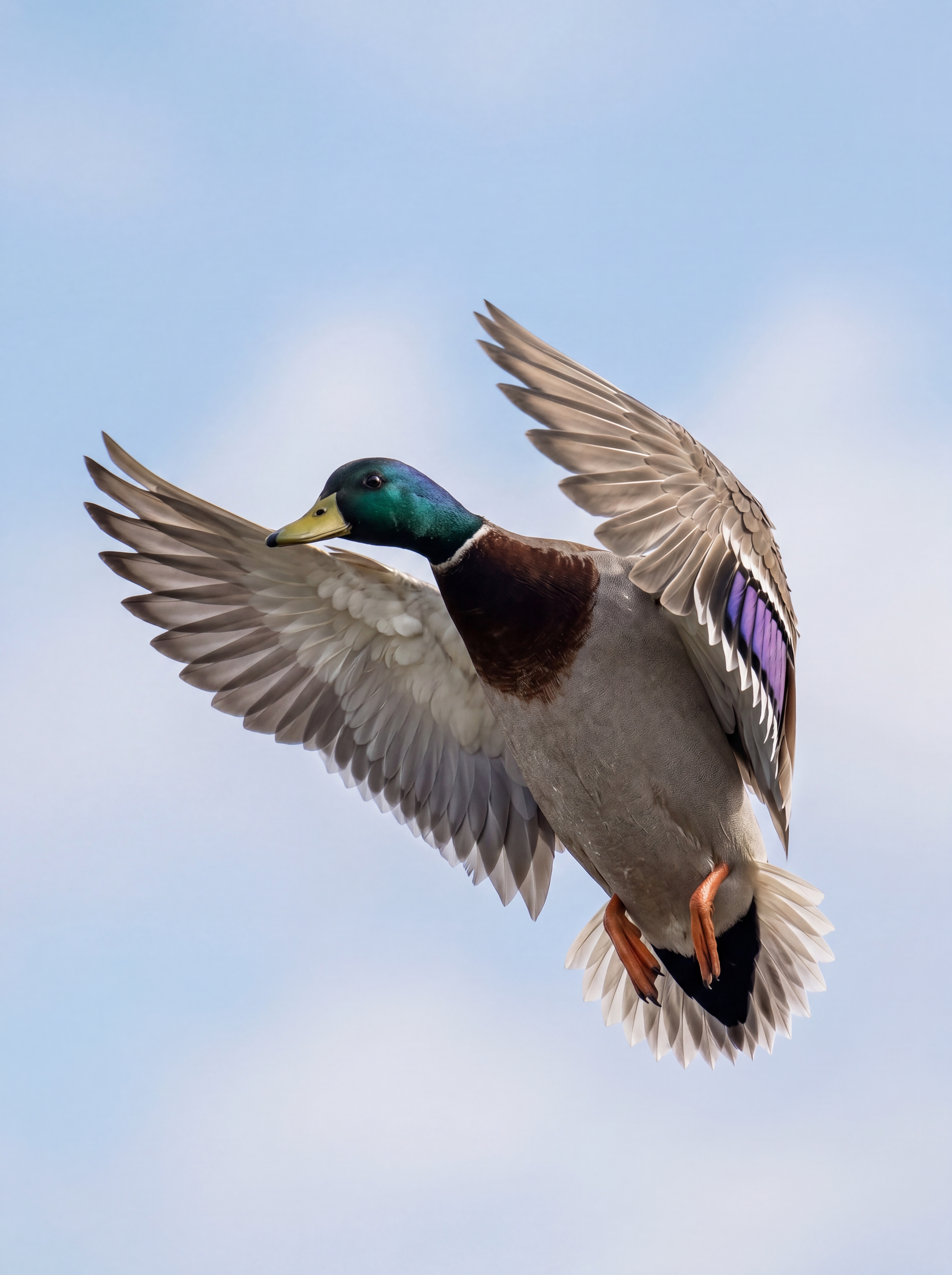 Flugbild Stockerpel