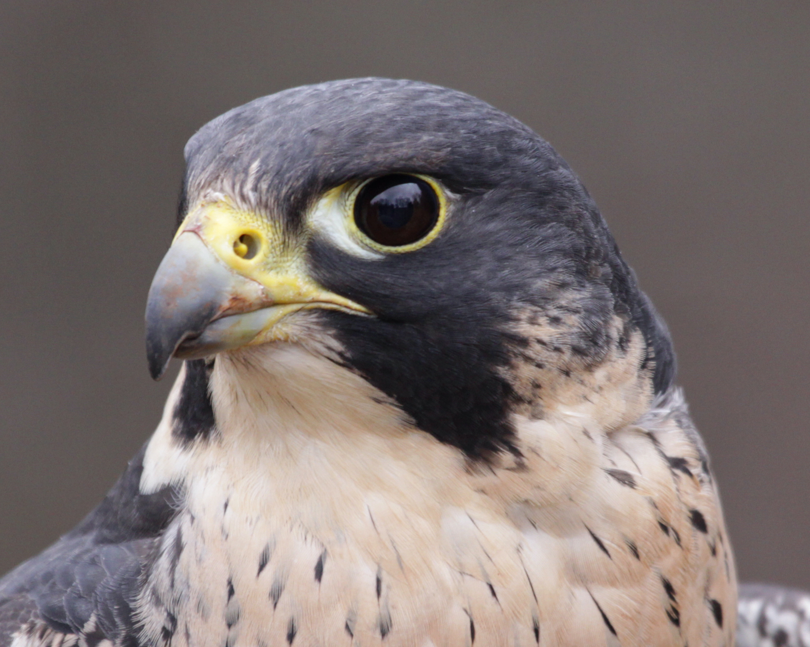 Wanderfalke Gesicht