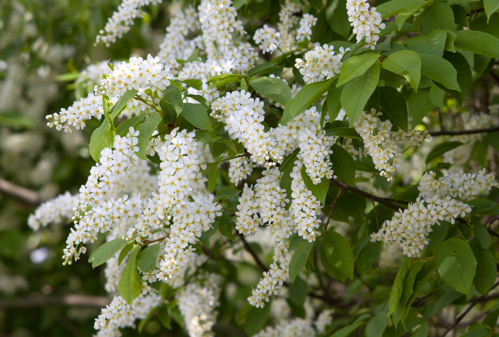 Blüte der Gemeinen Traubenkirsche