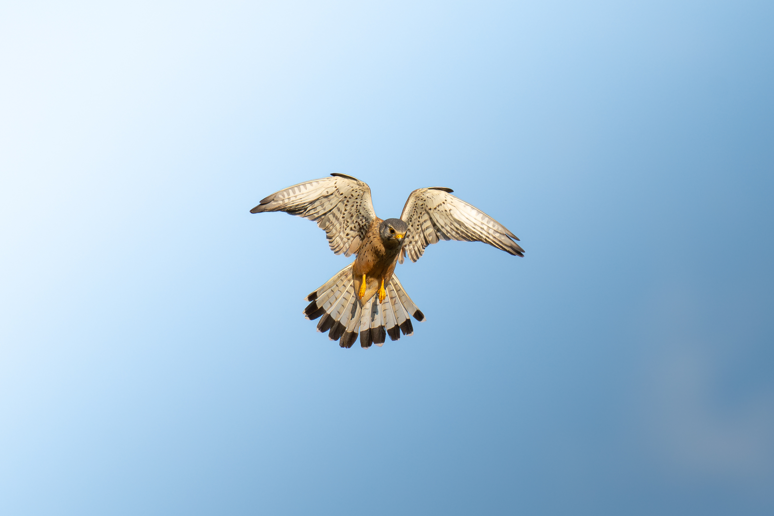 Turmfalke im Rüttelflug