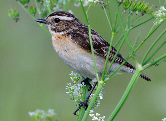 Braunkehlchen