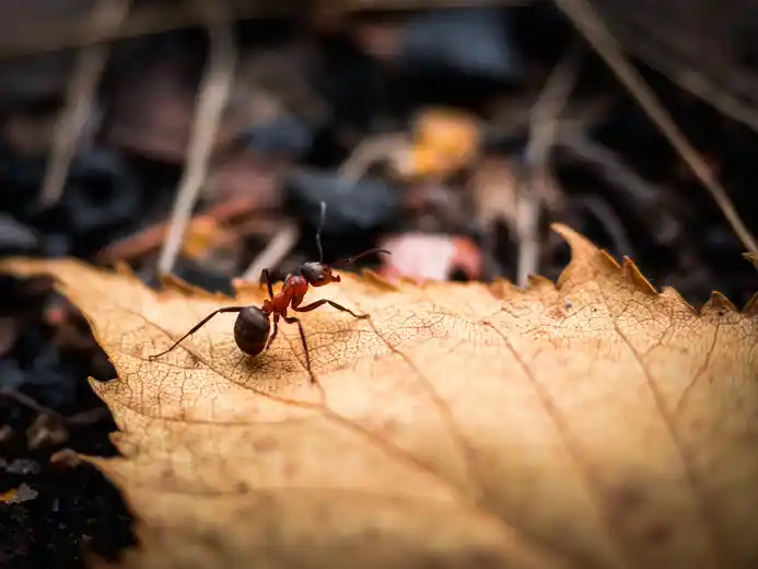 Ameise einzeln