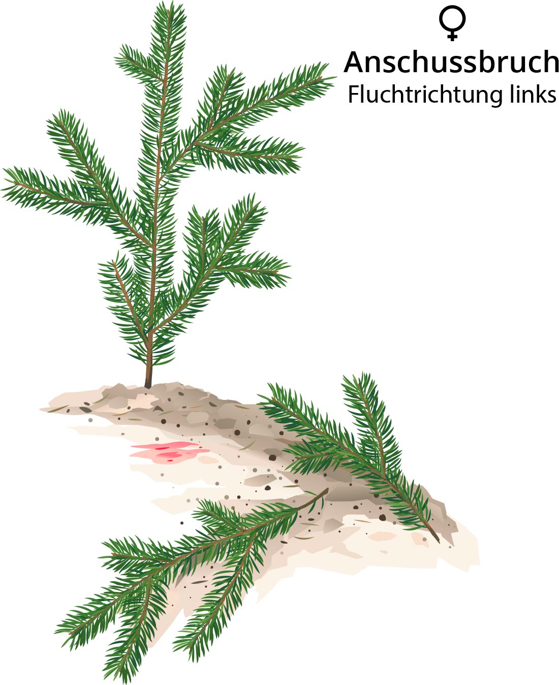 Anschussbruch für ein weibliches Stück