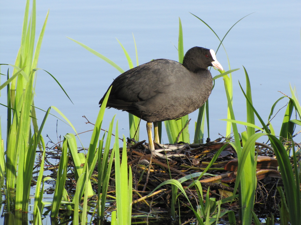 Blässhuhn brüten Nest