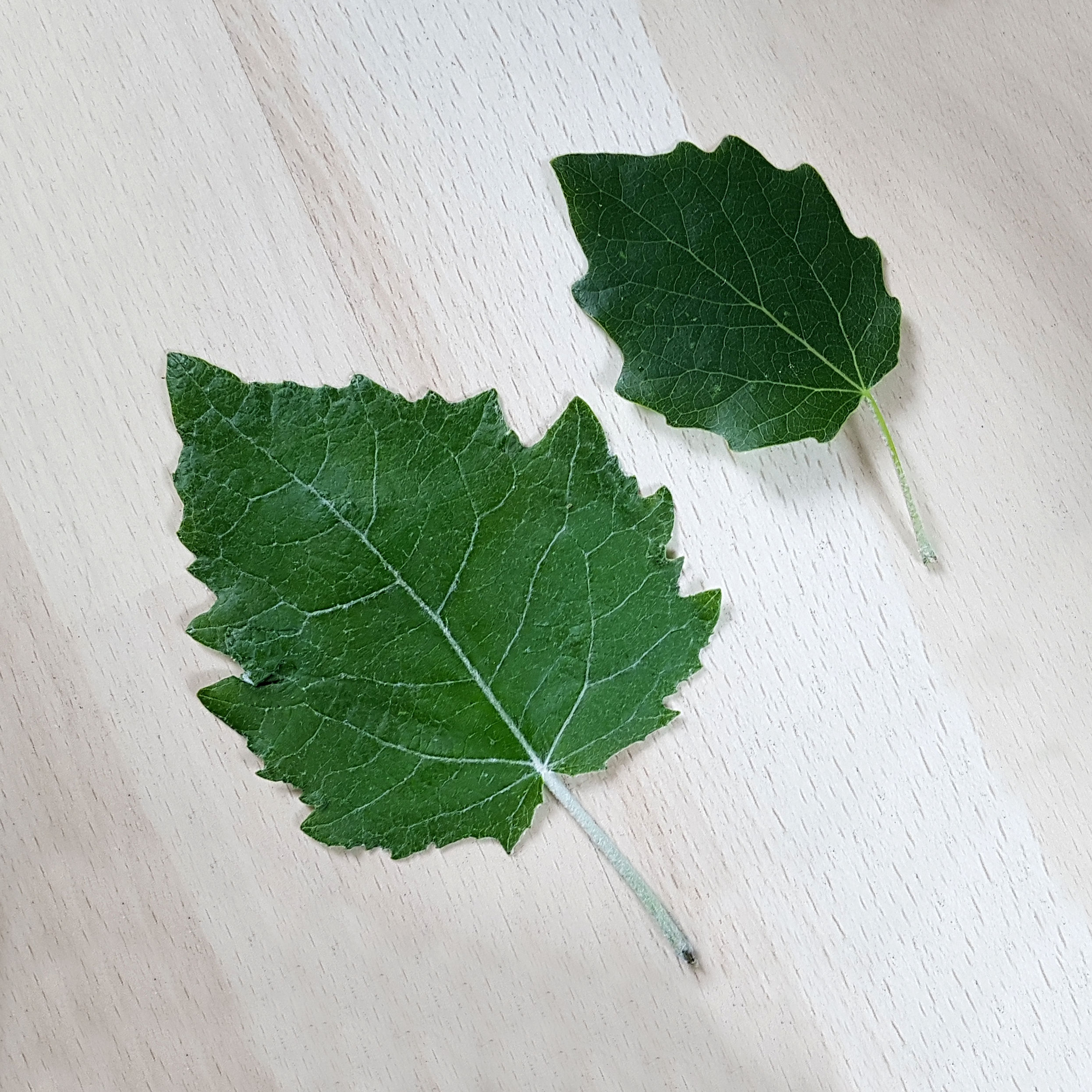 Pappel-Silber Blatt 20200604_162647