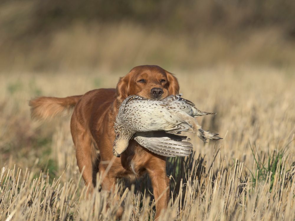 Apportiert Cocker Spaniel