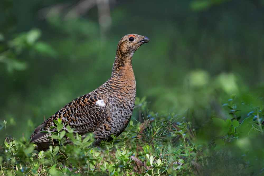 Birkehnne