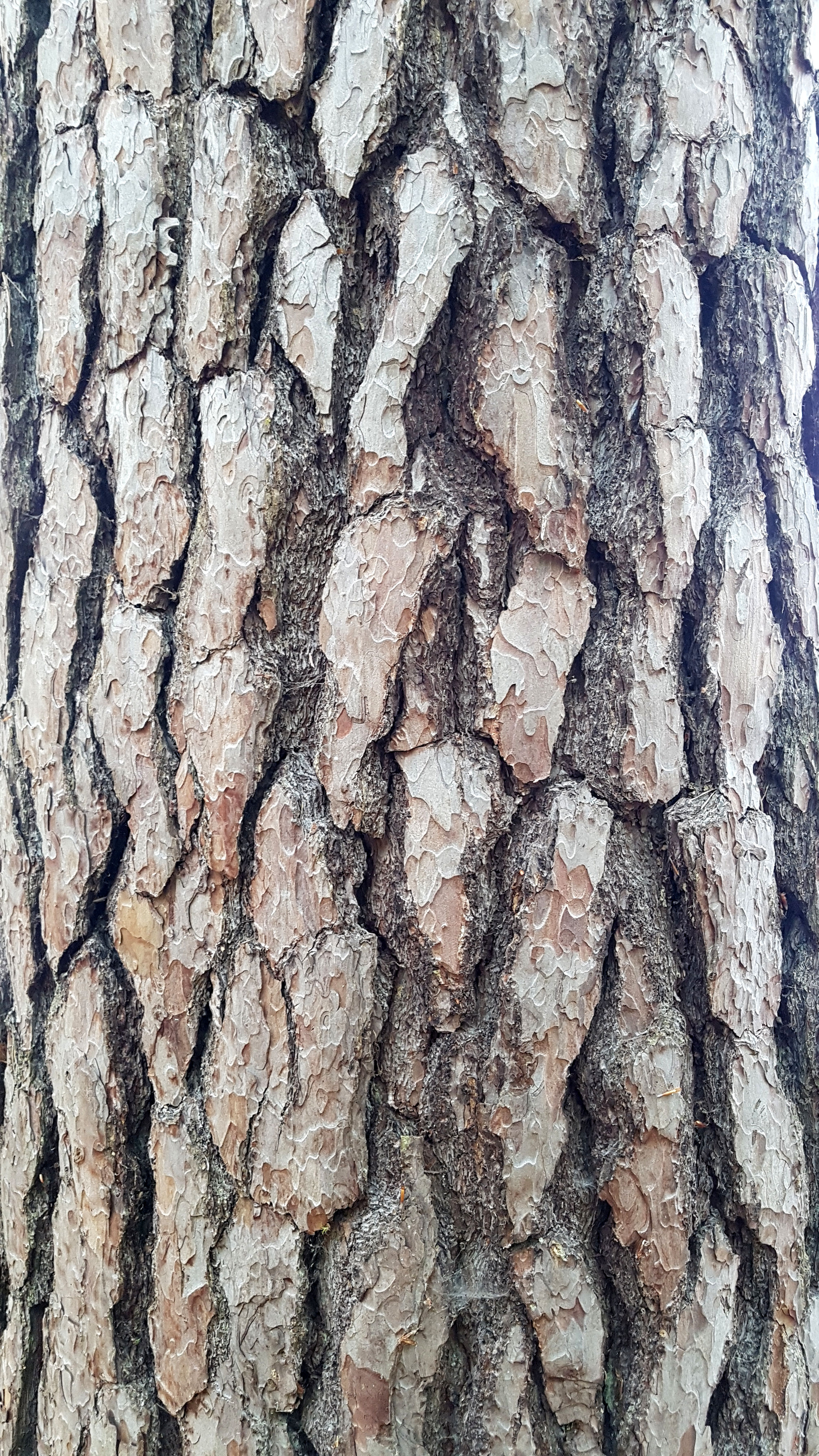 Kiefer-Wald Rinde 1 5a