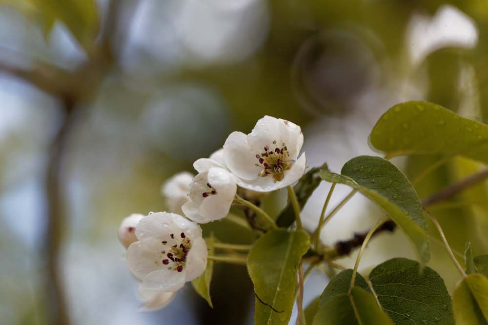 Wildbirnenblüte