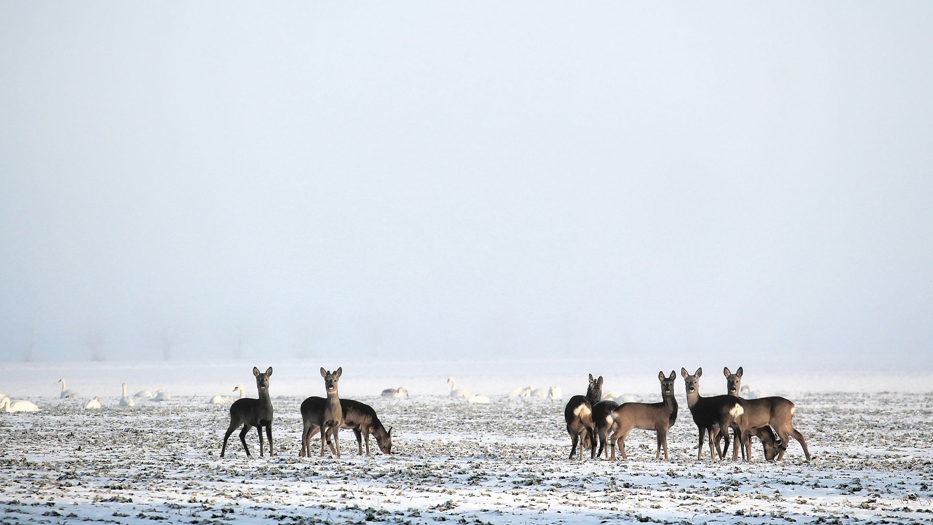 Rehwild Sprung Winter