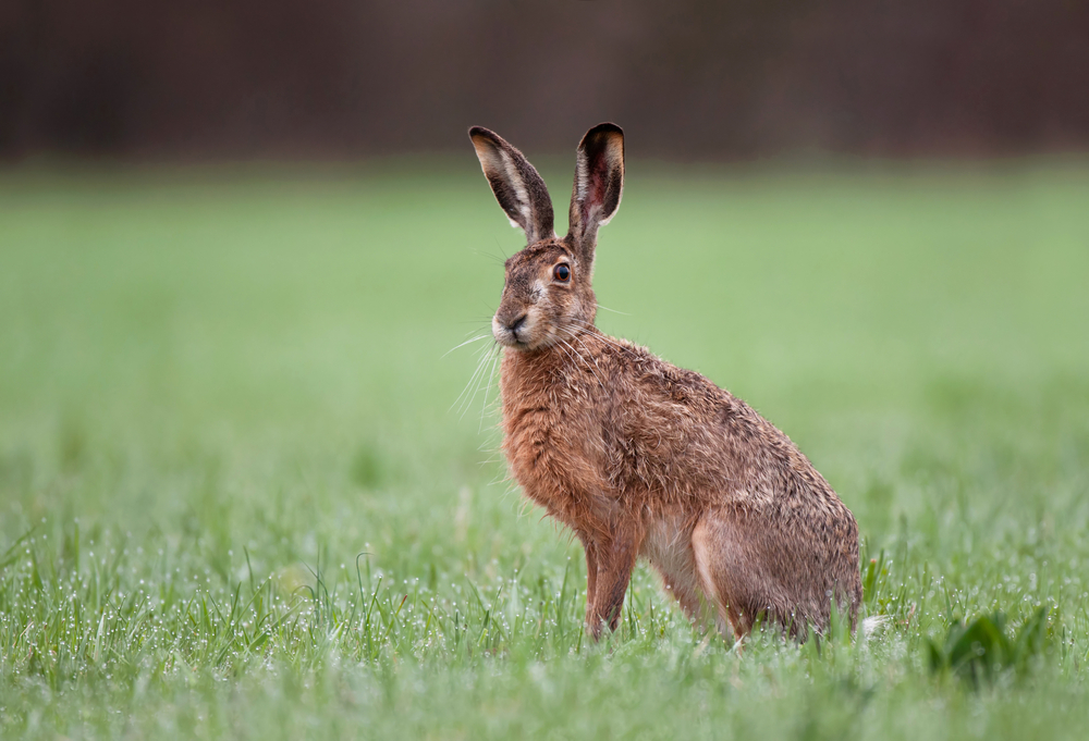 Hase hockend