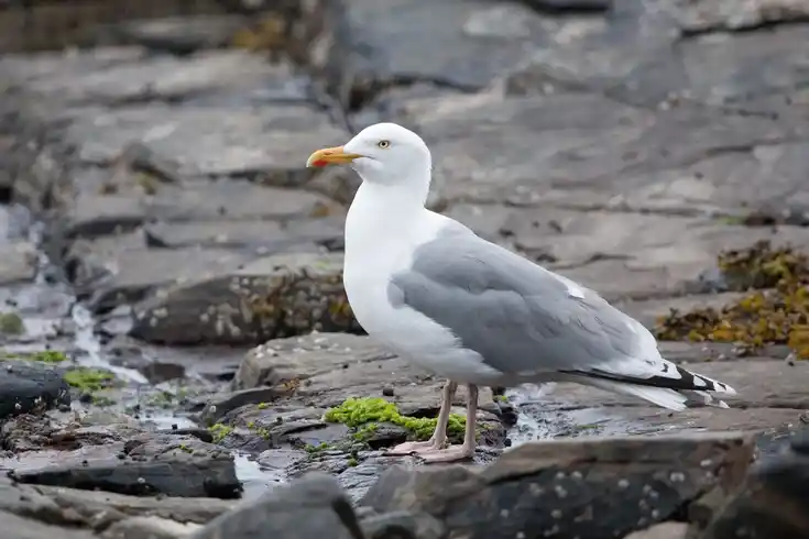 Erwachsene Silbermöwe