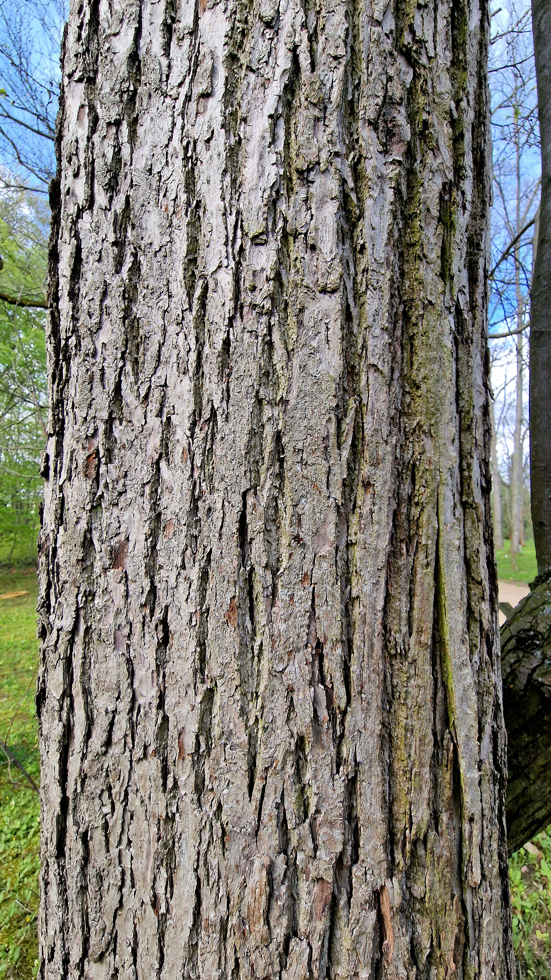 Rinde der Ess-Kastanie