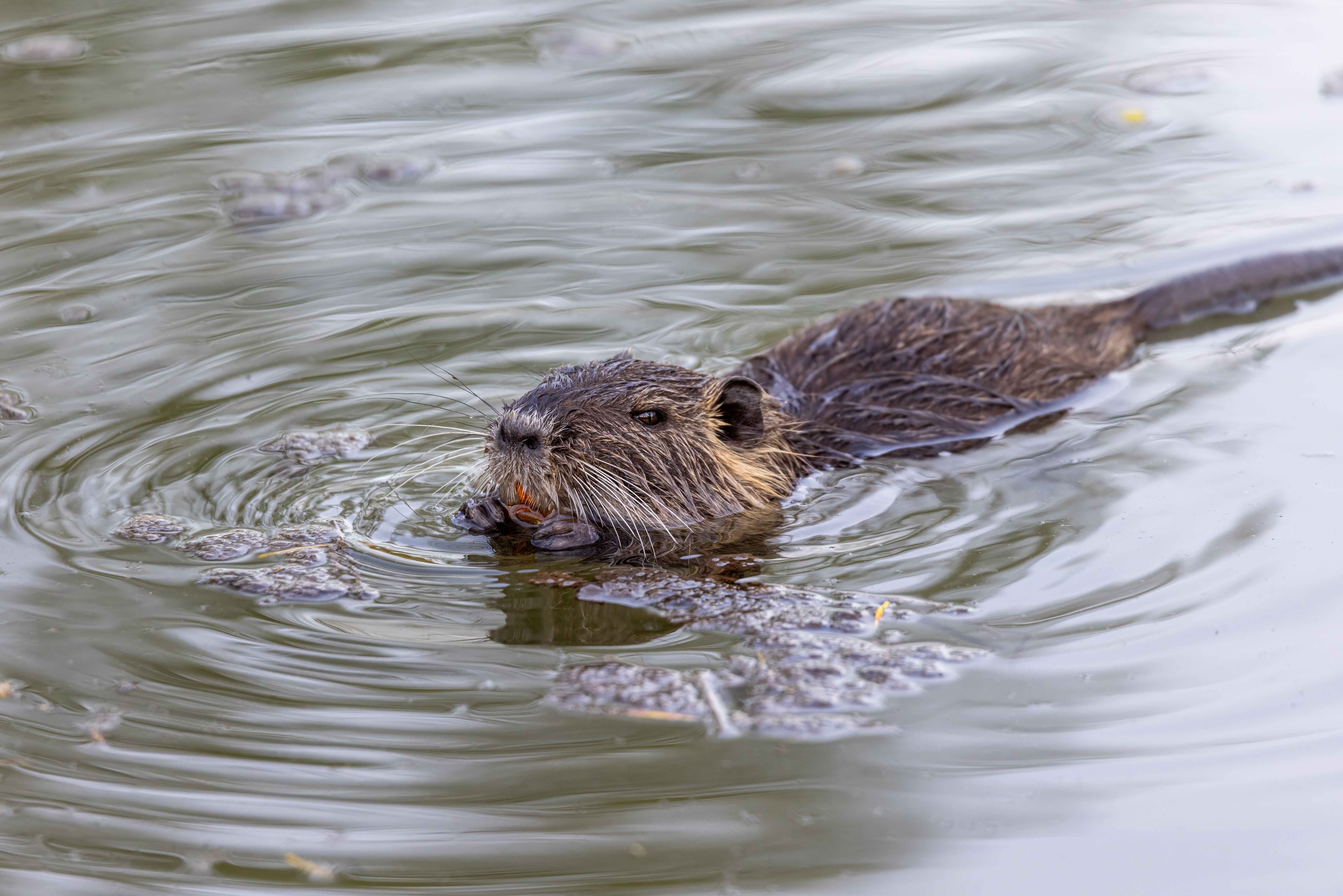Nutria beim Schwimmen 