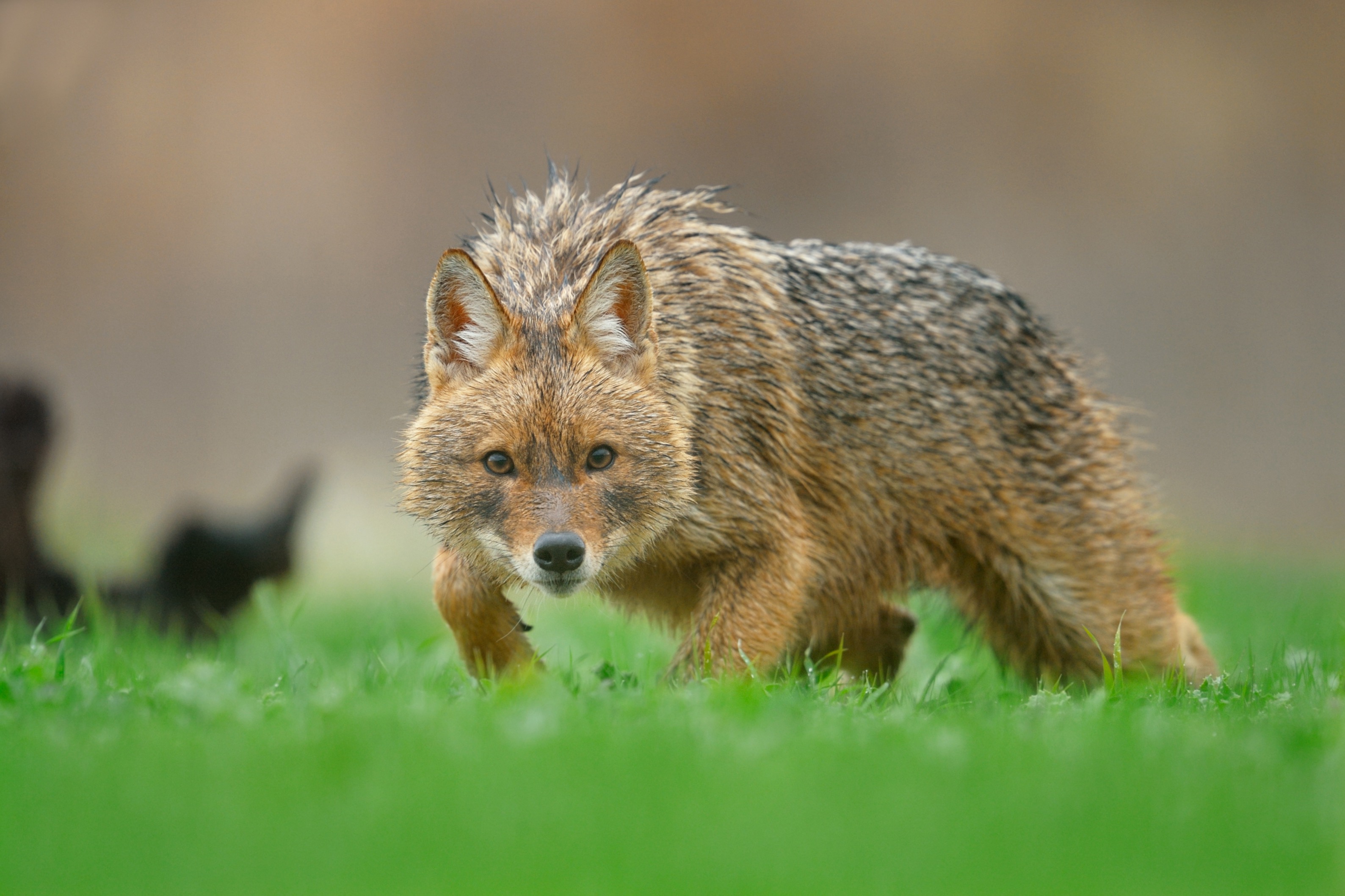 Goldschakal auf der Jagd