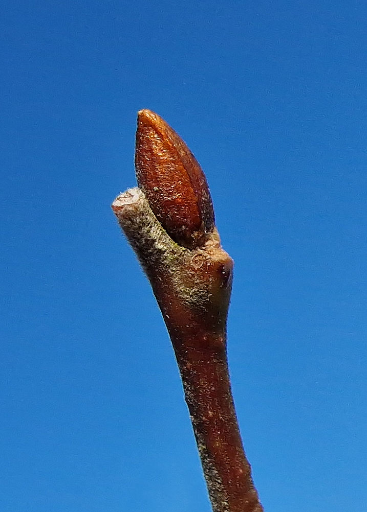 Knospe der Sal-Weide