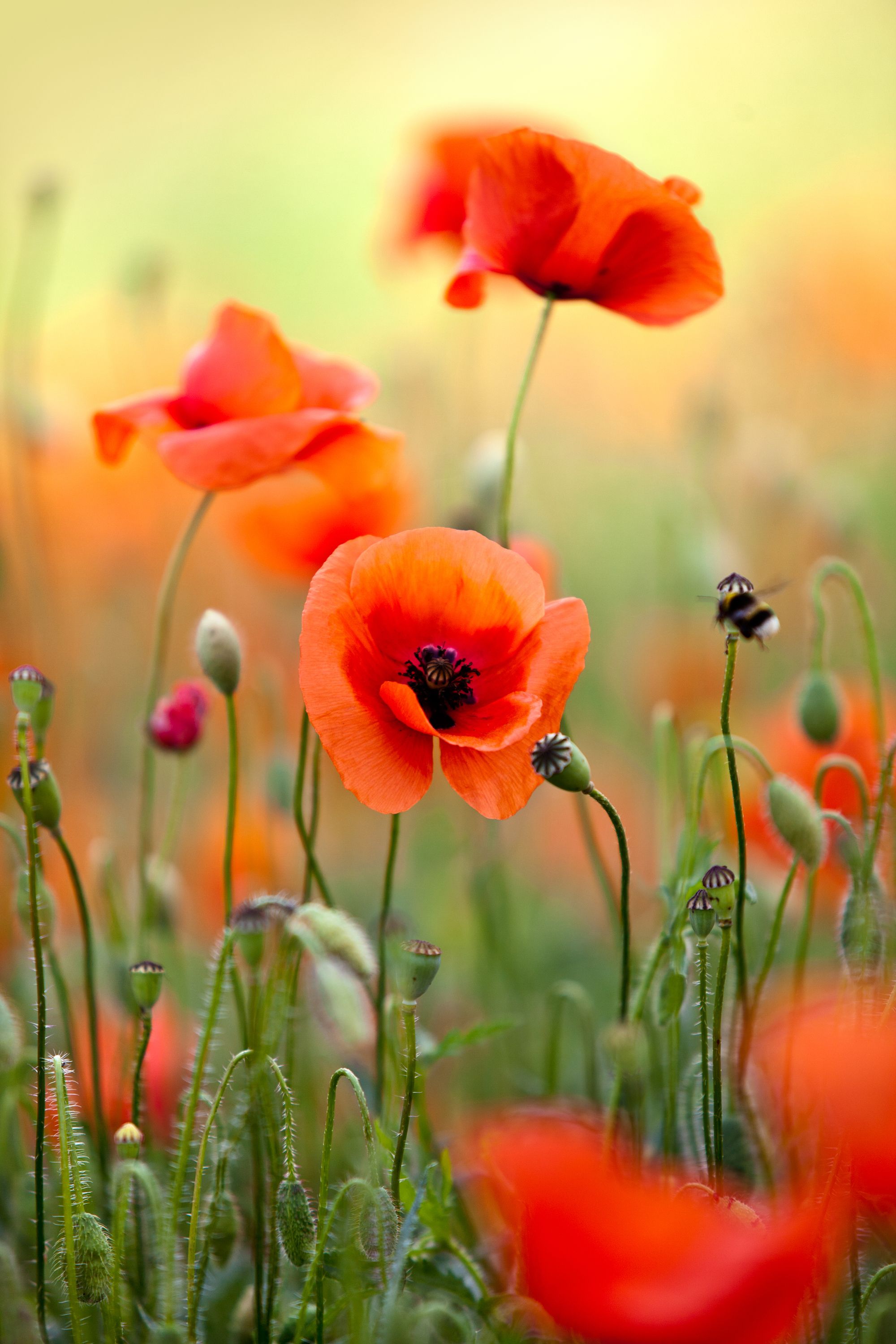 Klatschmohn