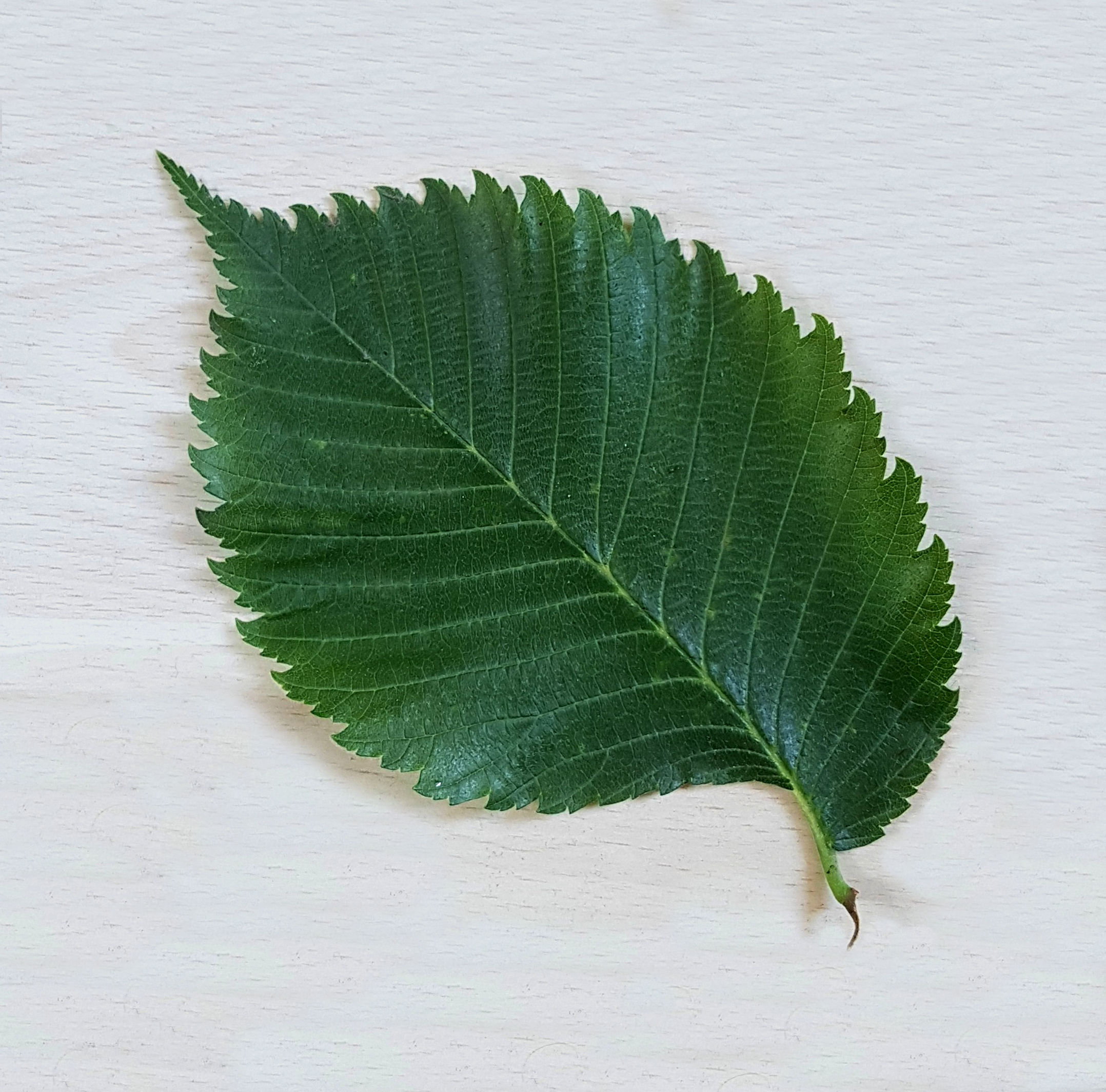 Ulme-Flatter Blatt 20200616_120611aa