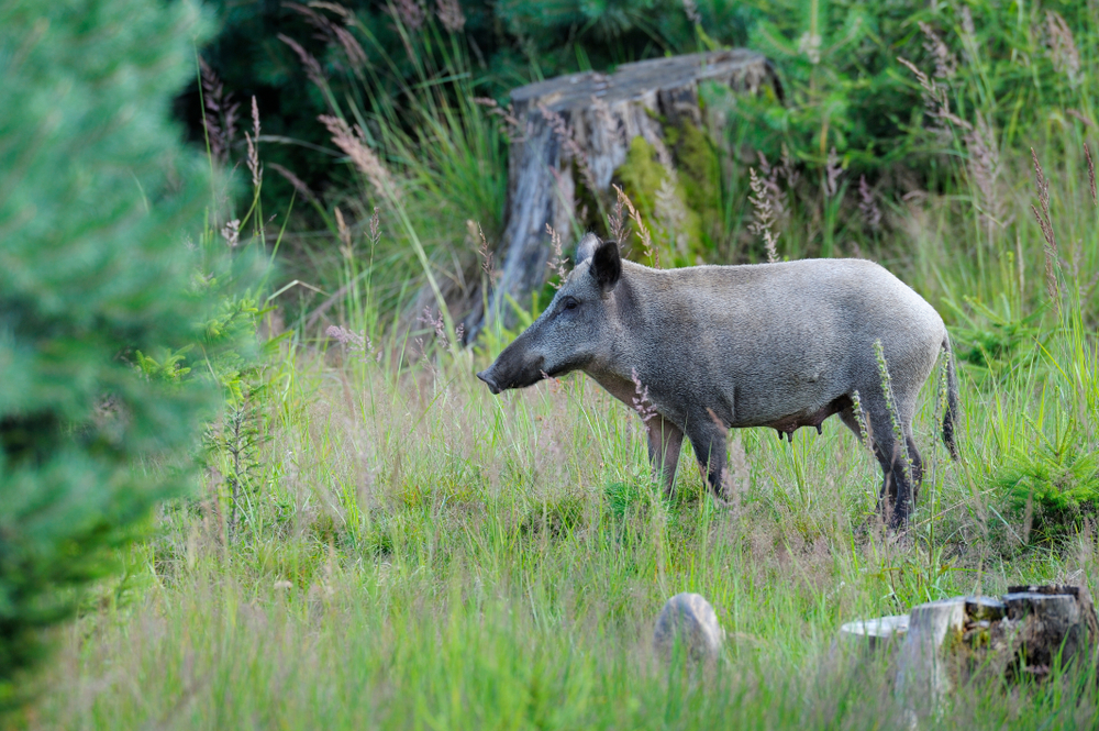 Schwarzwild Bache Sommer