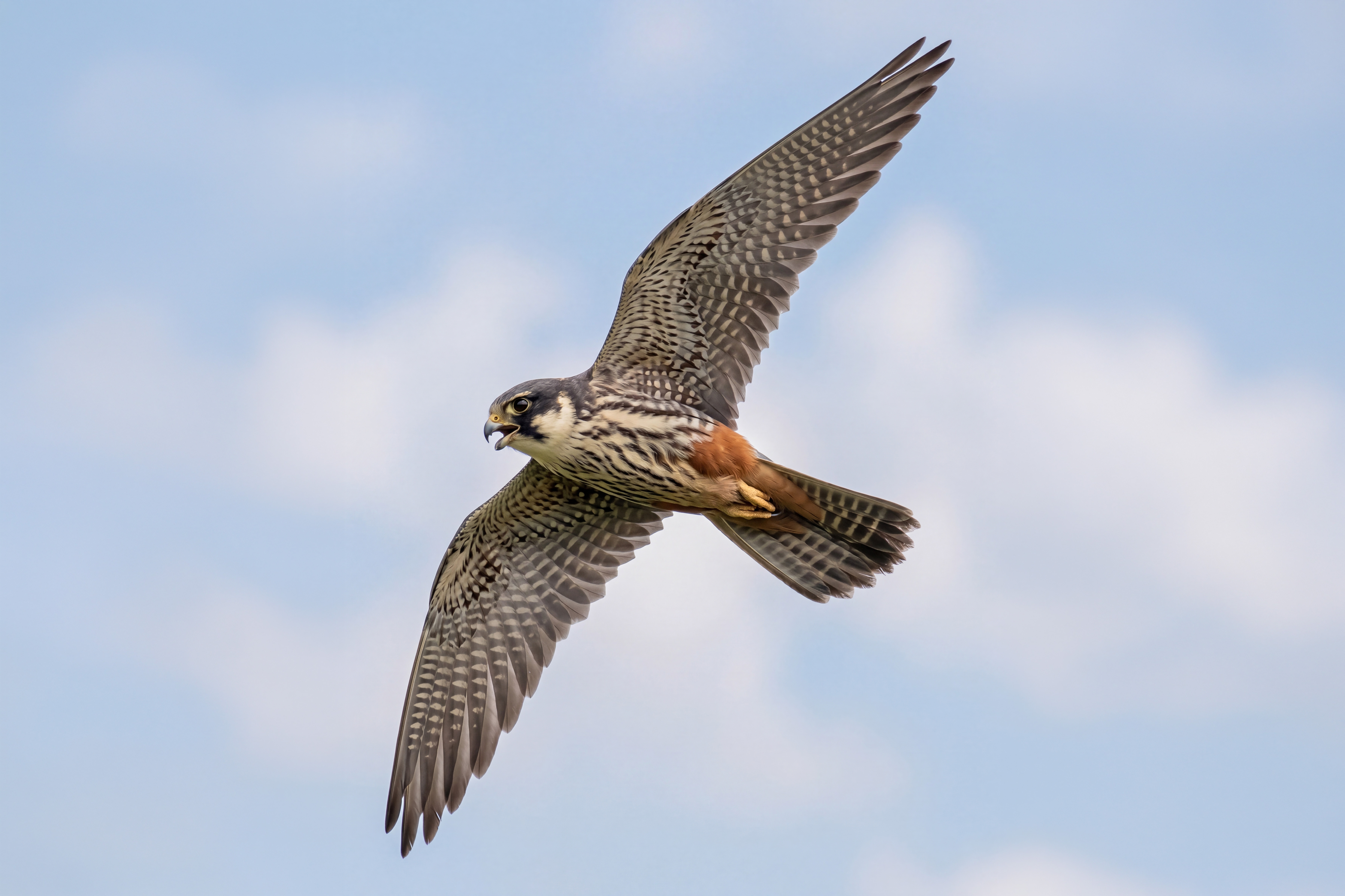 Baumfalke im Flug