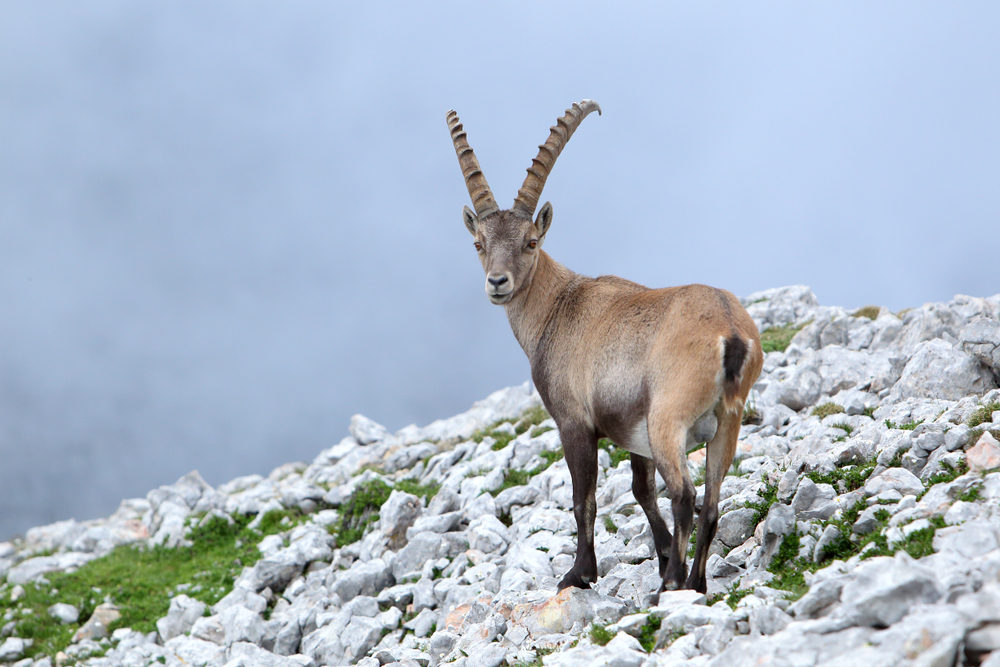 Steinwild im Sommerkleid
